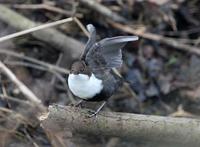 Black-bellied Dipper