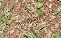 : Ambystoma tigrinum tigrinum; Eastern Tiger Salamander