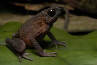 : Ansonia longidigita