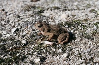 : Bufo biporcatus; Philippine Toad