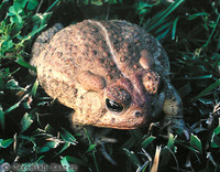 : Bufo woodhousii australis; Southwestern Woodhouse's Toad