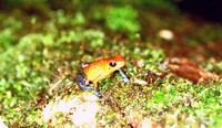 : Oophaga pumilio; Strawberry Poison Frog