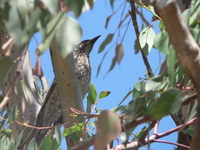 : Anthochaera carunculata; Red Wattlebird