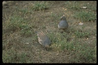 : Callipepla squamata; Scaled Quail