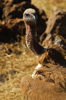 : Gyps coprotheres; Cape Vulture