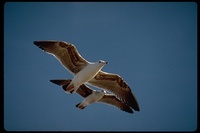 : Larus occidentalis; Western Gull