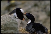 : Phalacrocorax atriceps; Imperial Shag