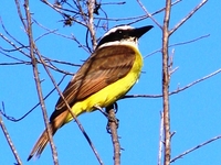 : Pitangus sulphuratus; Bem-te-vi