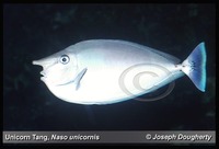 : Naso unicornis; Bluespine Unicornfish