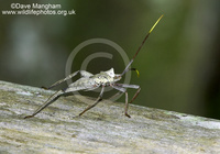 : Acanthocephala declivis; Leaf-footed Bug