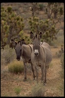 : Equus asinus; Burro