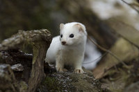 : Mustela erminea; Ermine