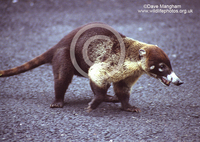 : Nasua narica; White-nosed Coati