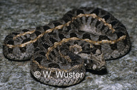 : Bitis worthingtoni; Kenya Horned Viper