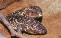 : Tiliqua rugosa; Shingleback Skink