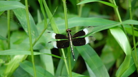 : Neurothemis tullia; Pied Paddy Skimmer