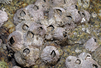 : Tetraclita rubescens; Volcano Barnacle