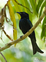 Spangled Drongo Scientific name - Dicrurus hottentottus