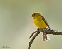 Citrine Canary-Flycatcher Scientific name - Culicicapa helianthea