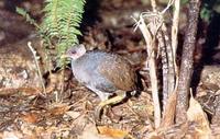 Malau Tongan megapode Megapodius pritchardii