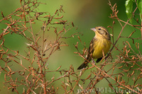 Yellow-breasted Bunting 黃胸(巫鳥)