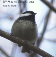 진박새Coal Tit