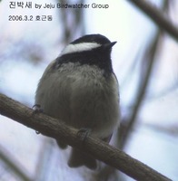 진박새Coal Tit