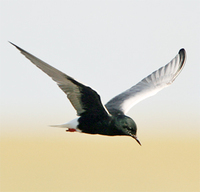 White-winged Tern