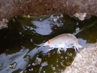 Bathyporeia guilliamsoniana