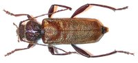 Palaeocallidium coriaceum