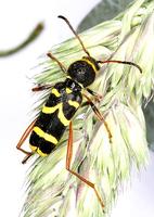 Clytus arietis arietis