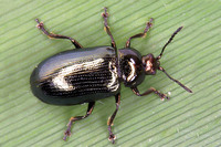 Phratora vitellinae