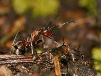 Formica rufa - Red Wood Ant