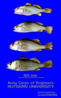 Bairdiella chrysoura, Silver perch: fisheries, bait