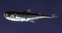 Gonichthys cocco, :
