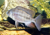 Copadichromis boadzulu, : aquarium