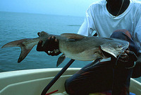 Arius latiscutatus, Rough-head sea catfish: fisheries