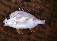 Rhabdosargus sarba, Goldlined seabream: fisheries, aquaculture, gamefish