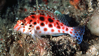 Cirrhitichthys oxycephalus, Coral hawkfish: aquarium