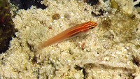 Eviota pellucida, Pellucida pygmy goby: aquarium