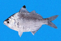 Diapterus aureolus, Golden mojarra: fisheries