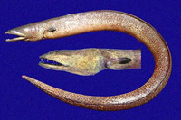 Echiophis brunneus, Pacific spoon-nose eel: fisheries