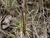 Orthetrum albistylum