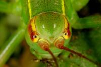 Barbitistes serricauda