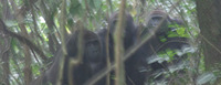 Cross River Gorilla