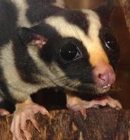 Image of: Dactylopsila trivirgata (striped possum)