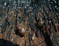 Bithynia tentaculata - Mud Bithynia
