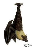 Image of: Pteropus mariannus (Marianas flying fox)