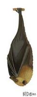 Image of: Pteropus rodricensis (Rodriguez flying fox)