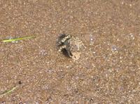 Image of: Bufo fowleri (Fowler's toad)